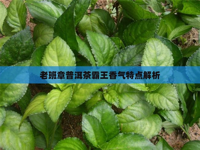 老班章普洱茶香味