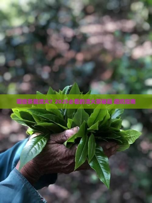 可以清火的茶有哪些