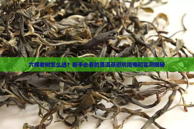 普洱茶六棵老树