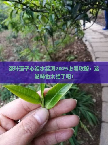 茶叶莲子心泡水
