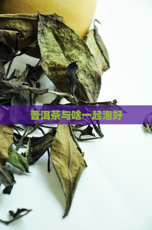 普洱茶与啥一起泡好