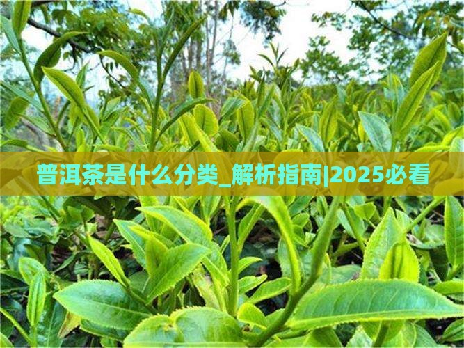 普洱茶是什么分类