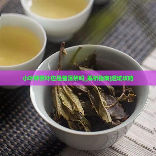 小叶种茶叶边是普洱茶吗