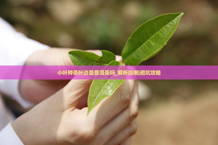 小叶种茶叶边是普洱茶吗