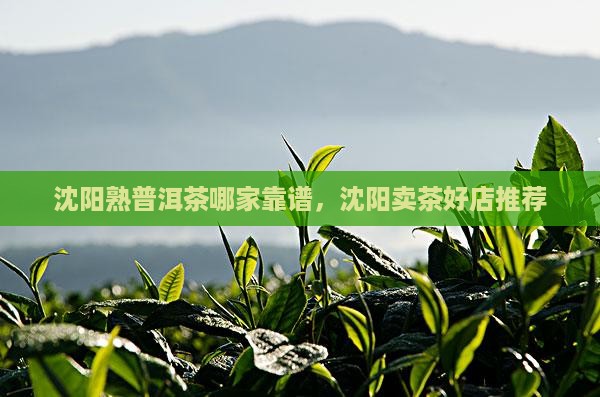 沈阳熟普洱茶哪家靠谱