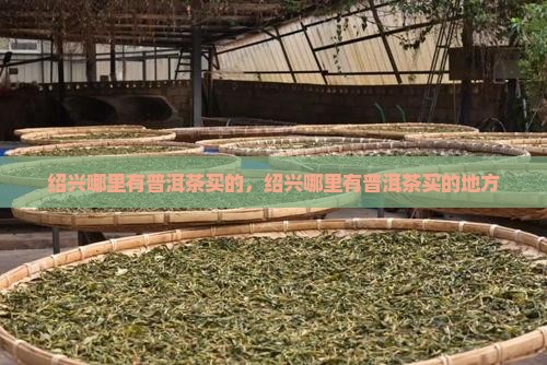 绍兴哪里有普洱茶买的
