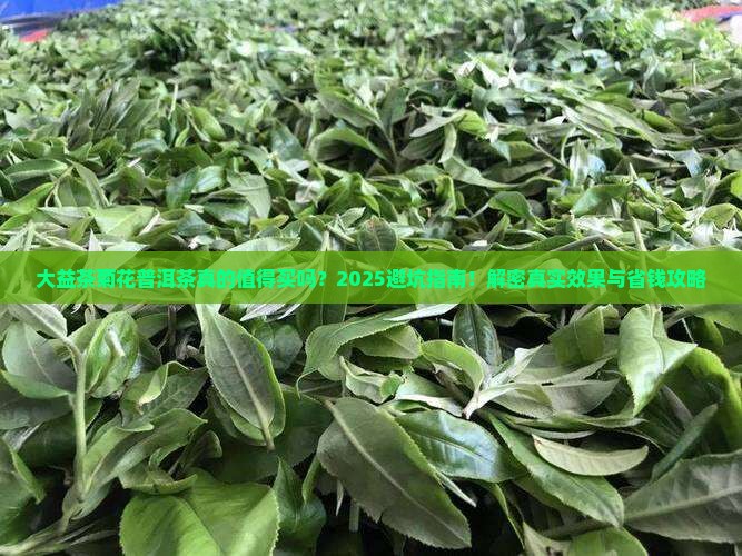 大益茶菊花普洱茶
