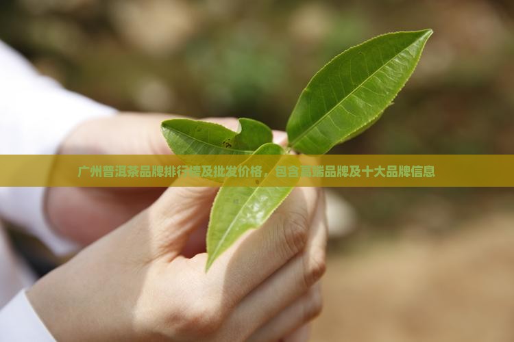 广州普洱茶品牌
