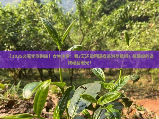普洱茶隔夜还能泡美瞳嘛