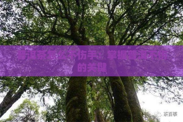 普洱茶怎样才不伤手
