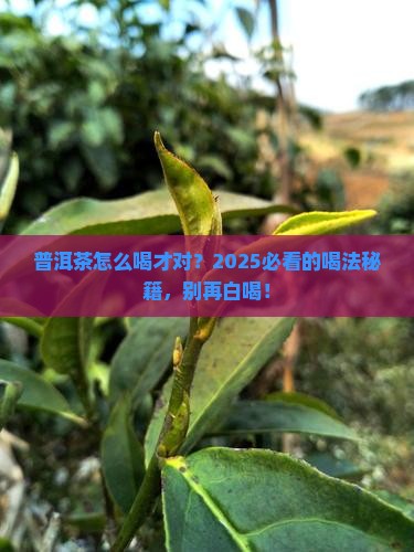 普洱茶的用法与用量