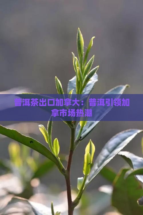 普洱茶出口加拿大