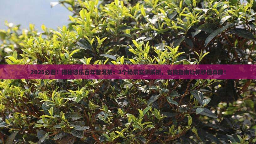 悠乐百年普洱茶