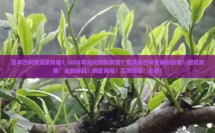 百年古树普洱茶有福