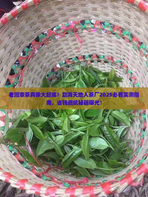 勐海天地人茶厂老班章茶