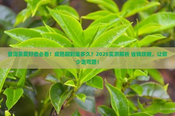 普洱茶成熟期一般多久