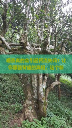 喝茶引起钙流失
