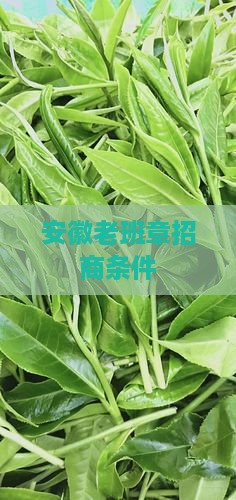 安徽老班章招商条件