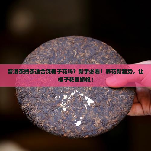 普洱茶熟茶适合浇栀子花吗