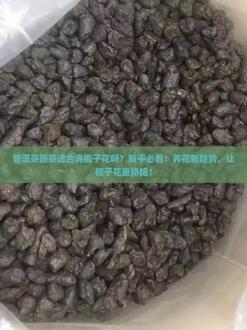 普洱茶熟茶适合浇栀子花吗