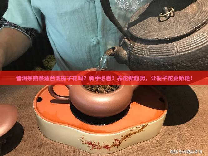 普洱茶熟茶适合浇栀子花吗
