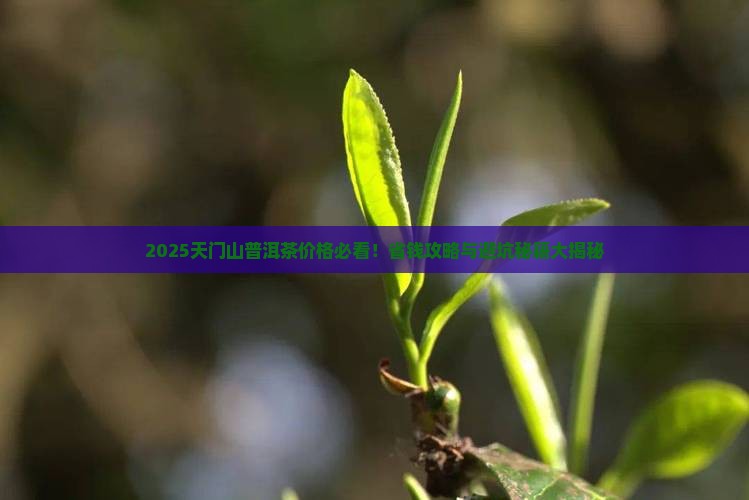 天门山普洱茶价格查询