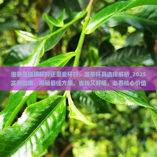 泡茶是玻璃杯好还是瓷杯好