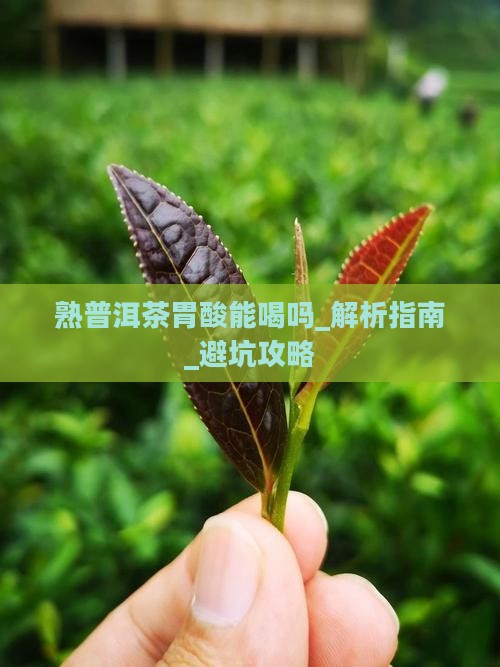 熟普洱茶胃酸能喝吗百度百科