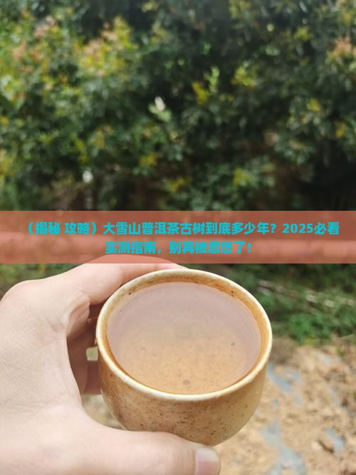 大雪山普洱茶古树有多少年