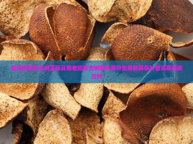 普洱茶易武古树