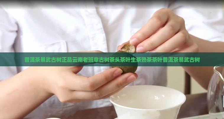 普洱茶易武古树