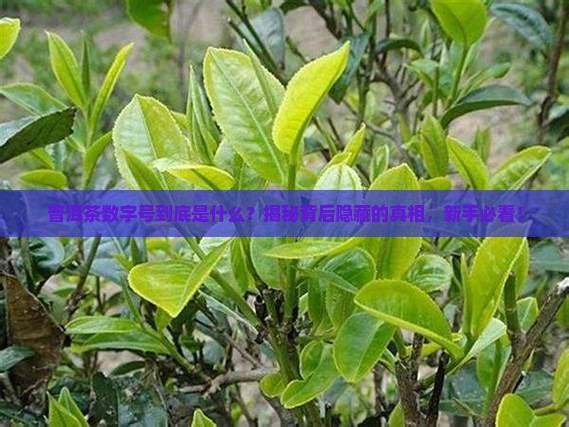 普洱茶数字号是啥意思