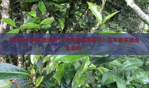 勐库冰岛尊享普洱茶10年