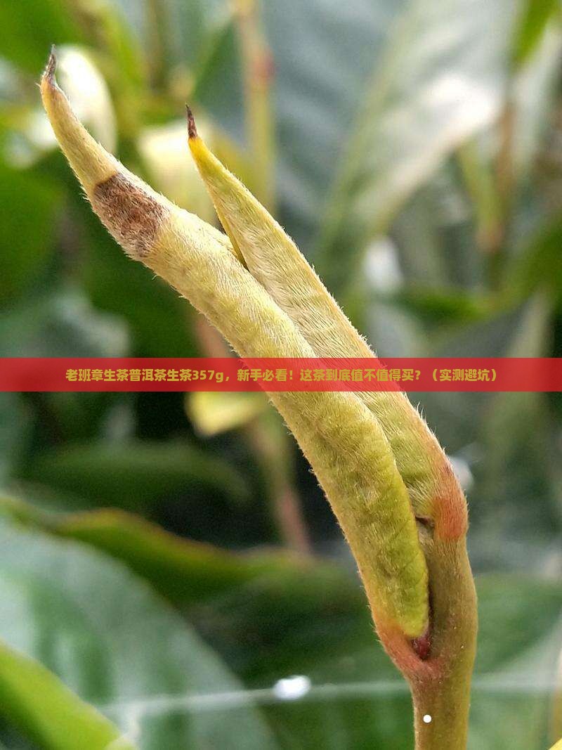 老班章生茶普洱茶生茶357g