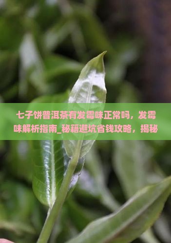 七子饼普洱茶有发霉味正常吗