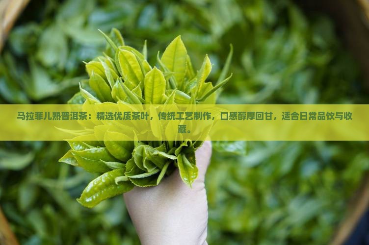 马拉菲儿熟普洱茶