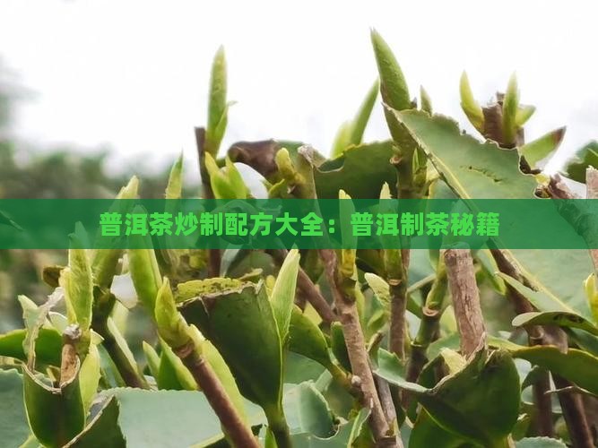 云南普洱茶炒制配方大全