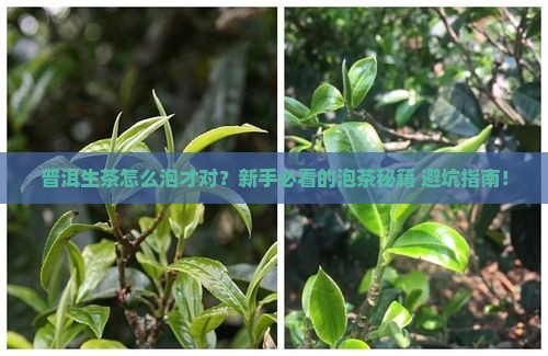 普洱茶生茶用啥泡