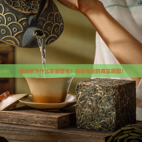 普洱茶为什么会晒青