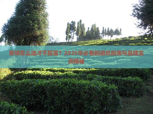 茶饼哪个牌子的好