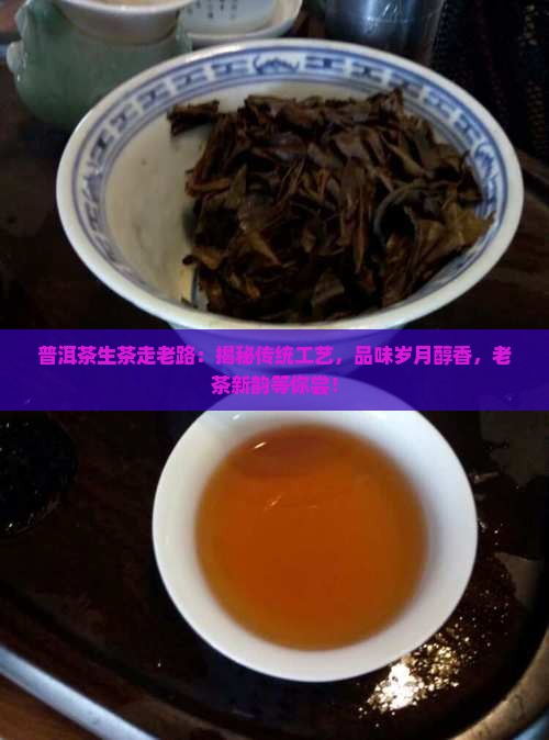 普洱茶生茶走老路
