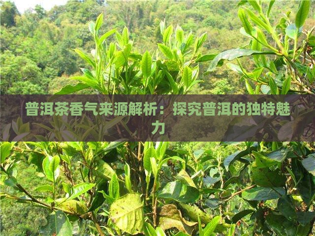 普洱茶为什么有香气