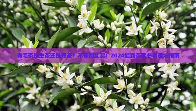 青毛茶是生茶还是熟茶