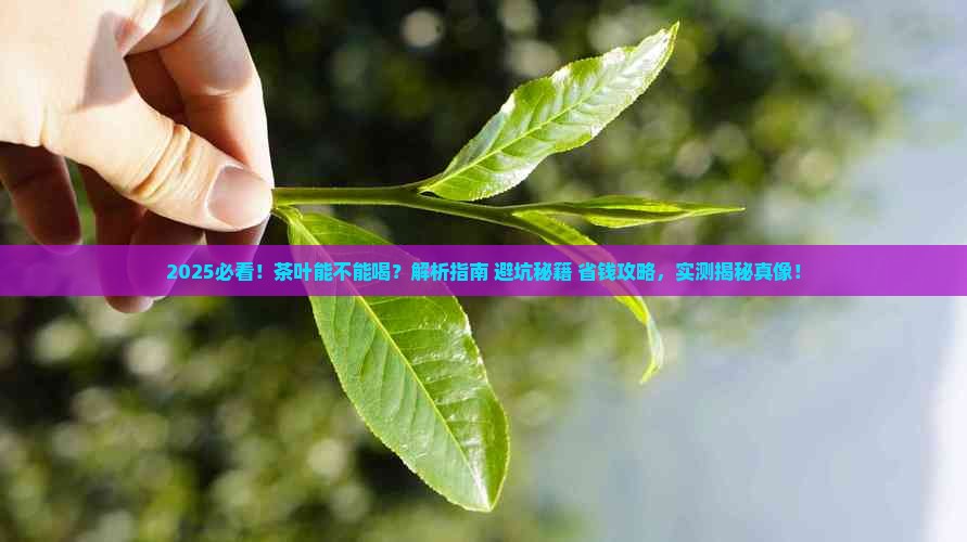 怎么看茶叶能不能喝