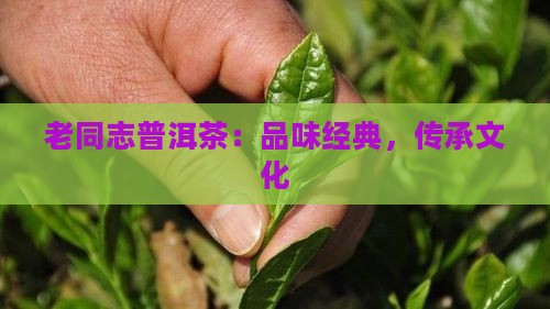 老同志沐月普洱茶
