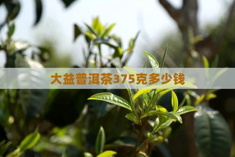 大益普洱茶375克多少钱