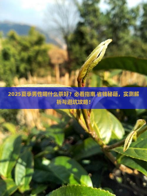 夏季男性喝什么茶好