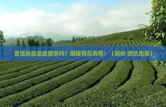 普洱茶熟茶是发酵茶吗为什么