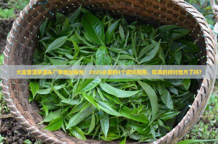 大连普洱茶源头厂家地址