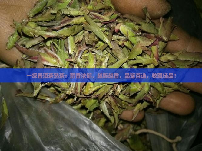 一级普洱茶熟茶